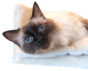 Lola's Sanctuary Animal Rescue And Online Shop – Lola's shop