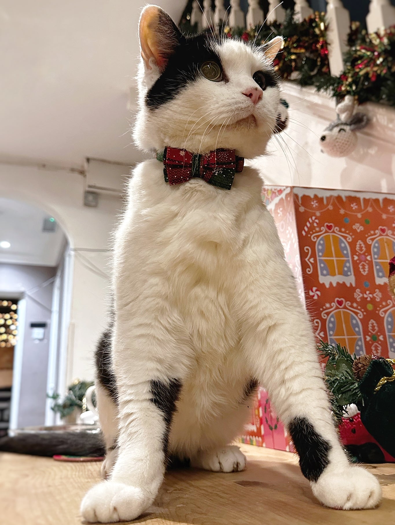 Catmas Collar