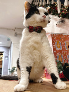 Catmas Collar